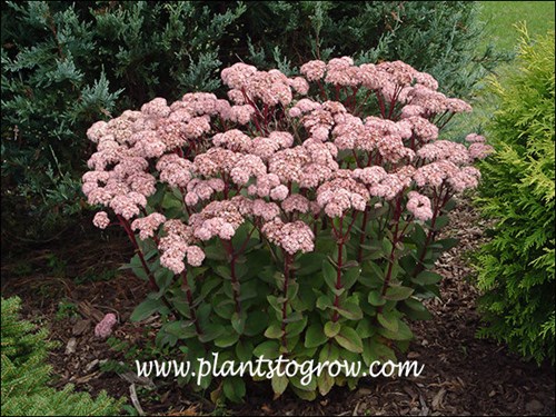 Sedum Matrona (Hylotelephium)